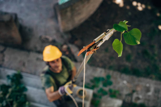 Best Emergency Tree Removal  in Cedar Rapids, IA